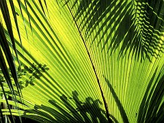 Nature's Design, Seychelles
